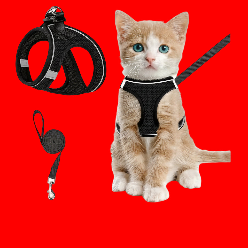 🐾 Kit débutant Fondationchat – Le pack complet pour chat heureux 6 essentiels