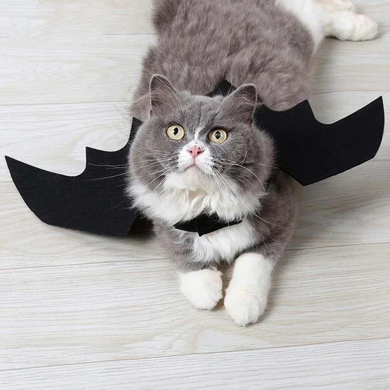 Costume chat style chauve-souris