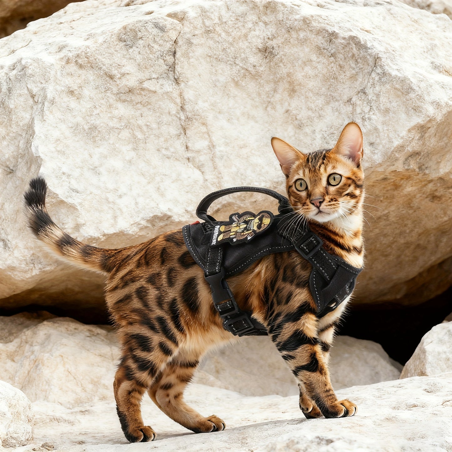 🐾 Kit maxi Fondationchat | Le pack complet pour chat au max